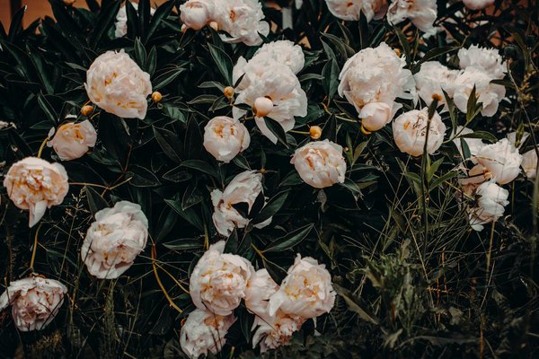 Piscine coque à fond plat : design, confort et personnalisation