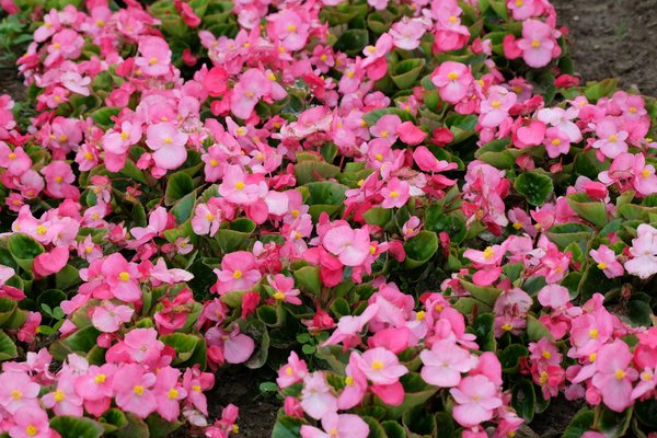 Découvrez les avantages de soseco pour sécurité et confort à liège